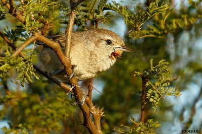 CANASTERO COMÚN (Asthenes baeri) - Parque Horacio Quiroga - SALTO (Agosto 2020)